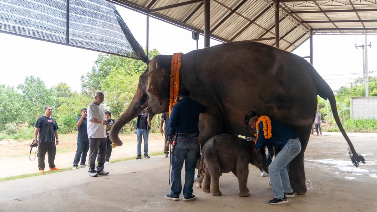 สัญญาณแห่งความอุดมสมบูรณ์! สวนนงนุชพัทยาต้อนรับ ‘พังฟ้ารุ่ง’ ลูกช้างเชือกที่ 2 ใน 1 เดือน