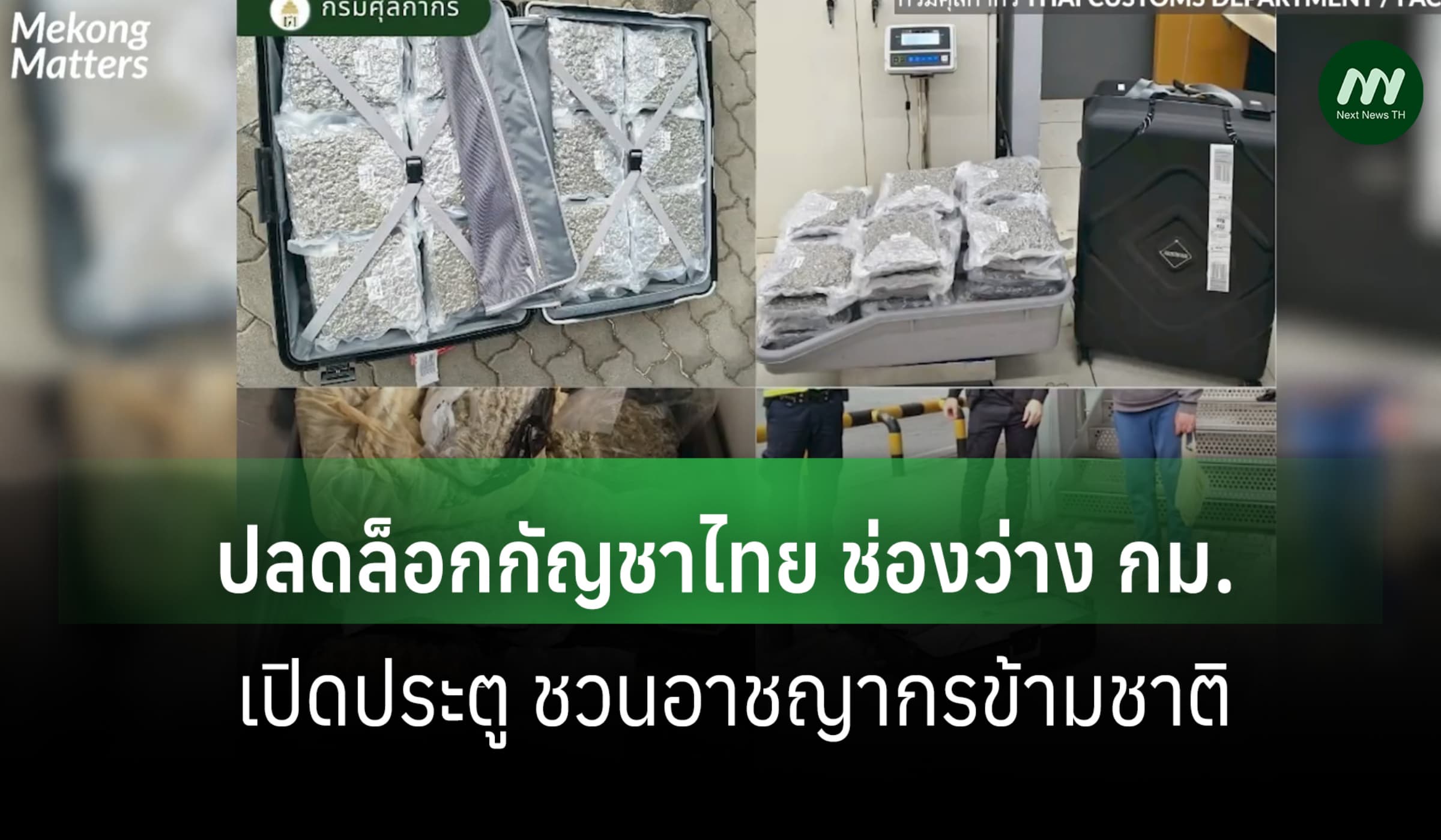NGO สวิส: ปลดล็อกกัญชาไทย ช่องว่าง กม. เปิดประตู ชวนอาชญากรข้ามชาติ