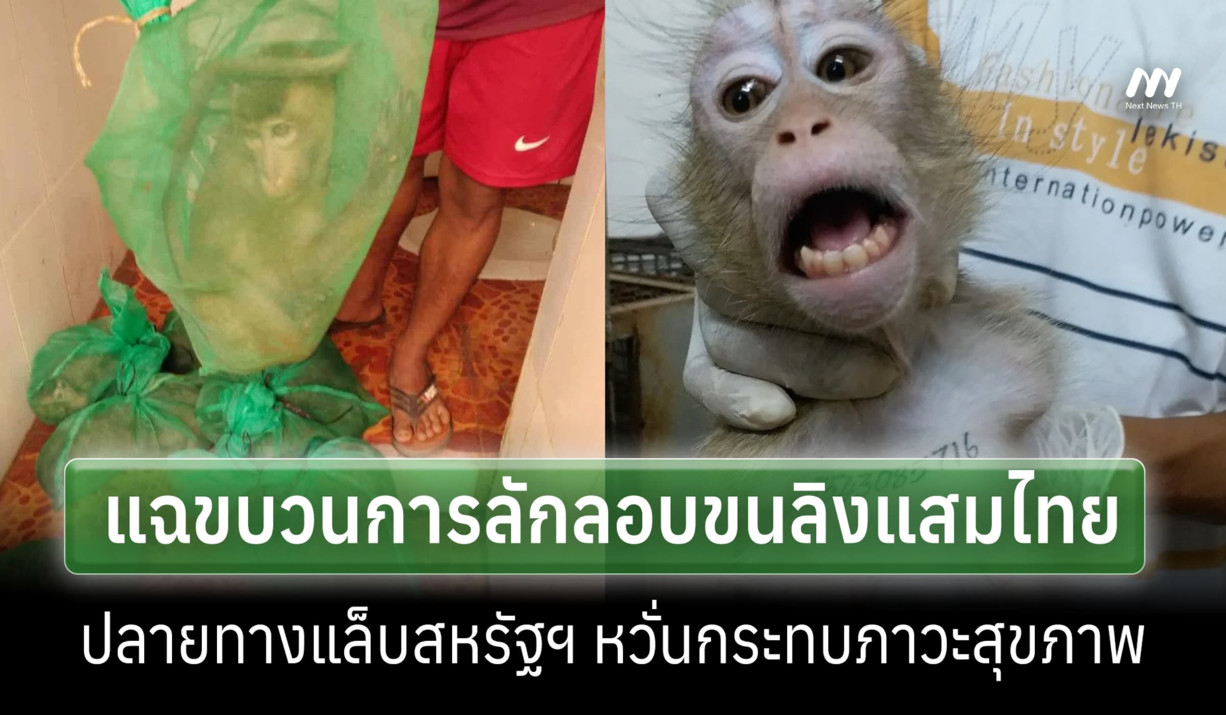 พีต้าแฉขบวนการลอบขนลิงแสมไทย สู่แล็บสหรัฐฯ หลังปี 68-69 ยึดได้ 406 ตัว