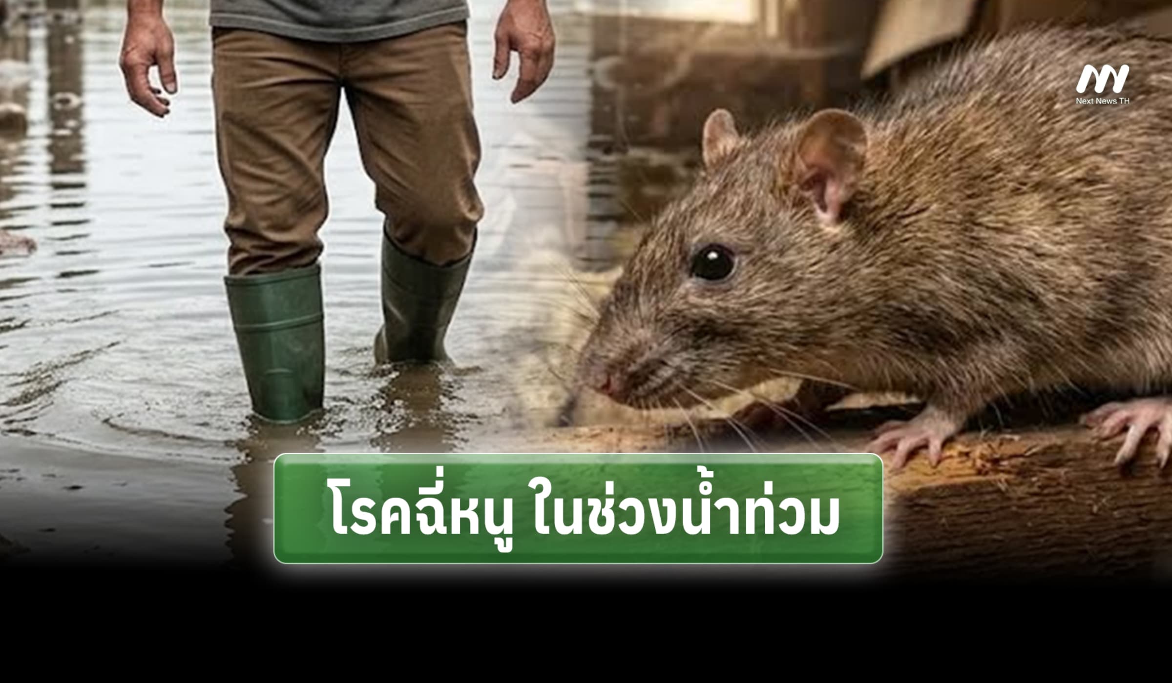 ระวังโรคฉี่หนู ช่วงน้ำท่วม