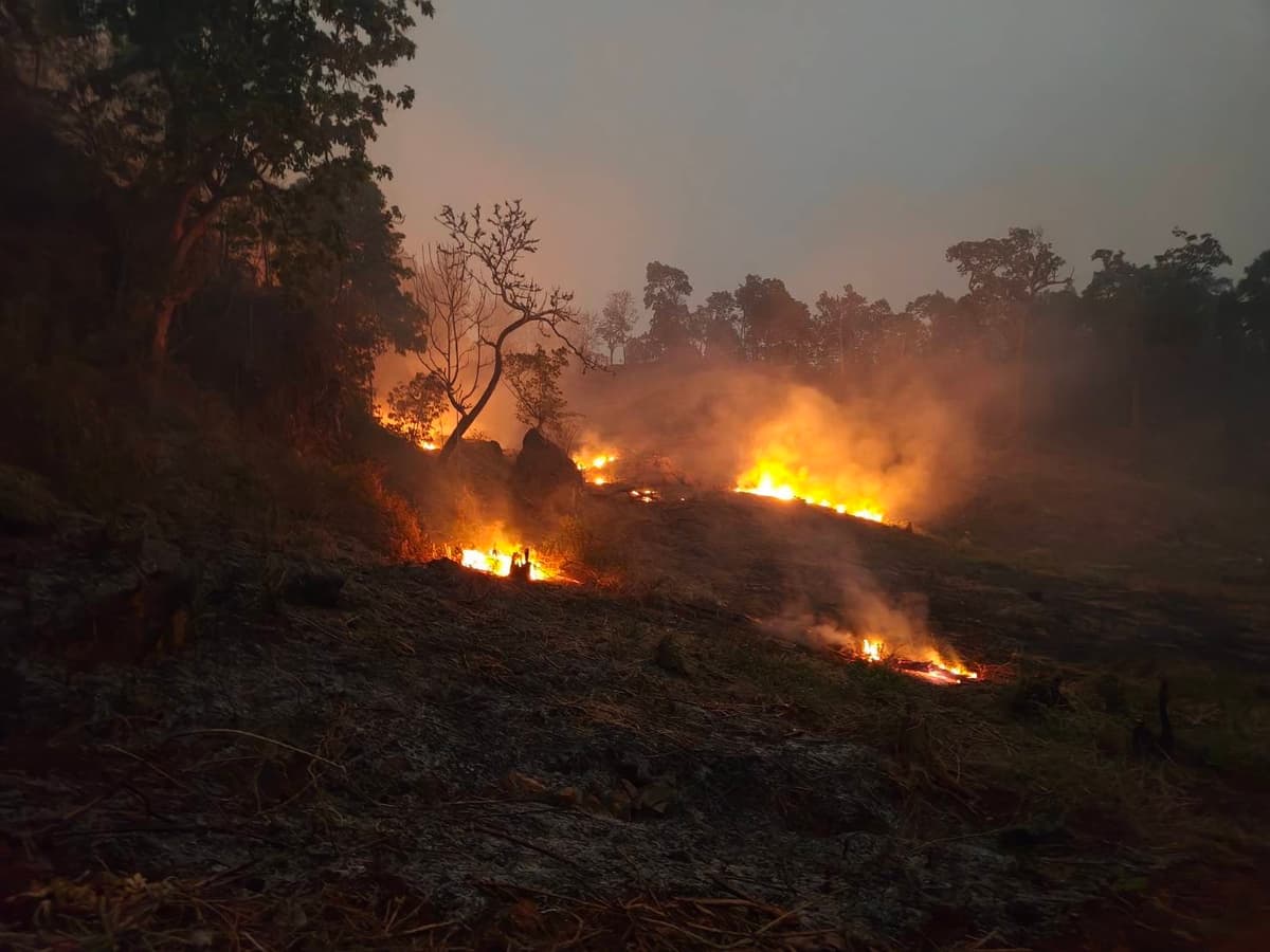 จับกลางป่า (1)