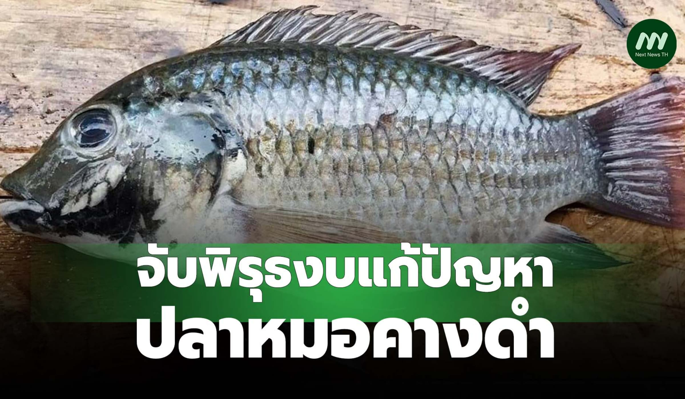 สตง.จับพิรุธงบแก้ปลาหมอคางดำใช้จ่ายไม่เป็นไปตามระเบียบ-ปล่อยเกียร์ว่าง
